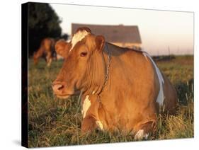 Guernsey Cow on Farm, IL-Lynn M^ Stone-Stretched Canvas