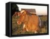 Guernsey Cow on Farm, IL-Lynn M^ Stone-Framed Stretched Canvas