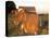 Guernsey Cow on Farm, IL-Lynn M^ Stone-Stretched Canvas