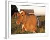 Guernsey Cow on Farm, IL-Lynn M^ Stone-Framed Photographic Print