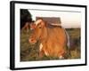 Guernsey Cow on Farm, IL-Lynn M^ Stone-Framed Photographic Print