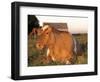 Guernsey Cow on Farm, IL-Lynn M^ Stone-Framed Photographic Print
