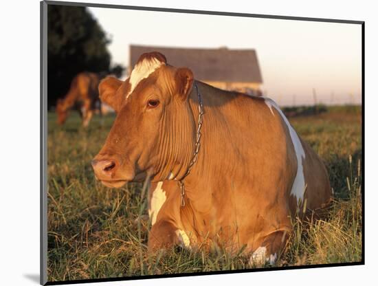 Guernsey Cow on Farm, IL-Lynn M^ Stone-Mounted Photographic Print