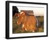 Guernsey Cow on Farm, IL-Lynn M^ Stone-Framed Photographic Print