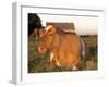 Guernsey Cow on Farm, IL-Lynn M^ Stone-Framed Photographic Print