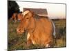 Guernsey Cow on Farm, IL-Lynn M^ Stone-Mounted Photographic Print