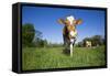 Guernsey Cow Striding Through Lush Spring Pasture, Granby, Connecticut, USA-Lynn M^ Stone-Framed Stretched Canvas