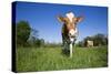 Guernsey Cow Striding Through Lush Spring Pasture, Granby, Connecticut, USA-Lynn M^ Stone-Stretched Canvas