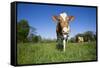 Guernsey Cow Striding Through Lush Spring Pasture, Granby, Connecticut, USA-Lynn M^ Stone-Framed Stretched Canvas