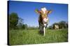 Guernsey Cow Striding Through Lush Spring Pasture, Granby, Connecticut, USA-Lynn M^ Stone-Stretched Canvas