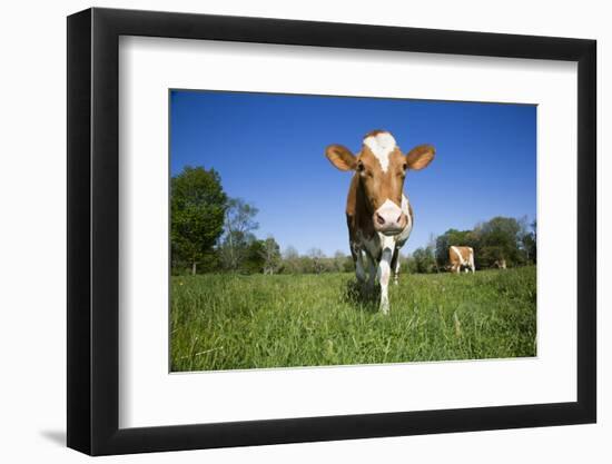 Guernsey Cow Striding Through Lush Spring Pasture, Granby, Connecticut, USA-Lynn M^ Stone-Framed Photographic Print