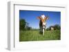 Guernsey Cow Striding Through Lush Spring Pasture, Granby, Connecticut, USA-Lynn M^ Stone-Framed Photographic Print