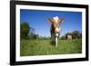 Guernsey Cow Striding Through Lush Spring Pasture, Granby, Connecticut, USA-Lynn M^ Stone-Framed Photographic Print