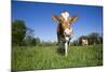 Guernsey Cow Striding Through Lush Spring Pasture, Granby, Connecticut, USA-Lynn M^ Stone-Mounted Photographic Print