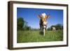 Guernsey Cow Striding Through Lush Spring Pasture, Granby, Connecticut, USA-Lynn M^ Stone-Framed Photographic Print