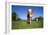 Guernsey Cow Striding Through Lush Spring Pasture, Granby, Connecticut, USA-Lynn M^ Stone-Framed Photographic Print