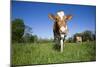 Guernsey Cow Striding Through Lush Spring Pasture, Granby, Connecticut, USA-Lynn M^ Stone-Mounted Photographic Print