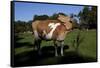 Guernsey Cow Throws Her Head Back Trying to Reach an Itch-Lynn M^ Stone-Framed Stretched Canvas