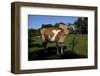 Guernsey Cow Throws Her Head Back Trying to Reach an Itch-Lynn M^ Stone-Framed Photographic Print