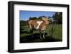 Guernsey Cow Throws Her Head Back Trying to Reach an Itch-Lynn M^ Stone-Framed Photographic Print