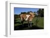 Guernsey Cow Throws Her Head Back Trying to Reach an Itch-Lynn M^ Stone-Framed Photographic Print