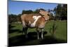 Guernsey Cow Throws Her Head Back Trying to Reach an Itch-Lynn M^ Stone-Mounted Photographic Print