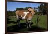 Guernsey Cow Throws Her Head Back Trying to Reach an Itch-Lynn M^ Stone-Framed Photographic Print