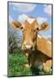 Guernsey Cow-null-Mounted Photographic Print