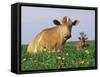 Guernsey Cows, at Rest in Field, Illinois, USA-Lynn M^ Stone-Framed Stretched Canvas