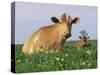 Guernsey Cows, at Rest in Field, Illinois, USA-Lynn M^ Stone-Stretched Canvas