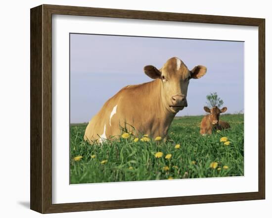 Guernsey Cows, at Rest in Field, Illinois, USA-Lynn M^ Stone-Framed Photographic Print