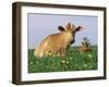 Guernsey Cows, at Rest in Field, Illinois, USA-Lynn M^ Stone-Framed Photographic Print