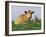 Guernsey Cows, at Rest in Field, Illinois, USA-Lynn M^ Stone-Framed Photographic Print