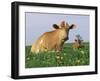 Guernsey Cows, at Rest in Field, Illinois, USA-Lynn M^ Stone-Framed Photographic Print