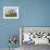 Guernsey Cows, at Rest in Field, Illinois, USA-Lynn M^ Stone-Framed Photographic Print displayed on a wall