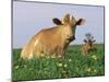 Guernsey Cows, at Rest in Field, Illinois, USA-Lynn M^ Stone-Mounted Photographic Print