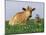 Guernsey Cows, at Rest in Field, Illinois, USA-Lynn M^ Stone-Mounted Photographic Print