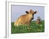 Guernsey Cows, at Rest in Field, Illinois, USA-Lynn M^ Stone-Framed Photographic Print