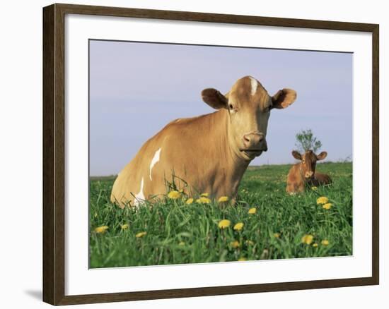 Guernsey Cows, at Rest in Field, Illinois, USA-Lynn M^ Stone-Framed Photographic Print