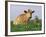 Guernsey Cows, at Rest in Field, Illinois, USA-Lynn M^ Stone-Framed Photographic Print