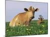 Guernsey Cows, at Rest in Field, Illinois, USA-Lynn M^ Stone-Mounted Photographic Print