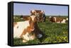 Guernsey Cows in Dandelion-Studded Pasture, Dekalb, Illinois, USA-Lynn M^ Stone-Framed Stretched Canvas