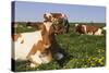 Guernsey Cows in Dandelion-Studded Pasture, Dekalb, Illinois, USA-Lynn M^ Stone-Stretched Canvas