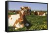 Guernsey Cows in Dandelion-Studded Pasture, Dekalb, Illinois, USA-Lynn M^ Stone-Framed Stretched Canvas