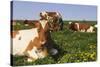 Guernsey Cows in Dandelion-Studded Pasture, Dekalb, Illinois, USA-Lynn M^ Stone-Stretched Canvas