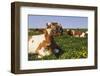 Guernsey Cows in Dandelion-Studded Pasture, Dekalb, Illinois, USA-Lynn M^ Stone-Framed Photographic Print