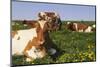 Guernsey Cows in Dandelion-Studded Pasture, Dekalb, Illinois, USA-Lynn M^ Stone-Mounted Photographic Print