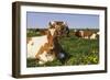 Guernsey Cows in Dandelion-Studded Pasture, Dekalb, Illinois, USA-Lynn M^ Stone-Framed Photographic Print