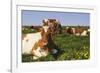 Guernsey Cows in Dandelion-Studded Pasture, Dekalb, Illinois, USA-Lynn M^ Stone-Framed Photographic Print