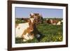 Guernsey Cows in Dandelion-Studded Pasture, Dekalb, Illinois, USA-Lynn M^ Stone-Framed Photographic Print